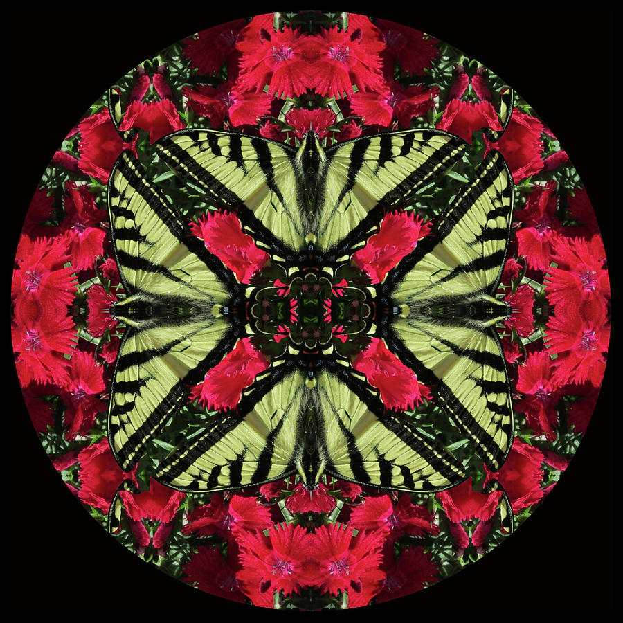 Monarch on Dianthus Kaleidoscope Digital Art by Julia L Wright