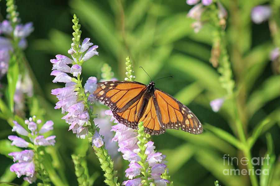 Monarch on Dragon Flower Photograph by Karen Adams