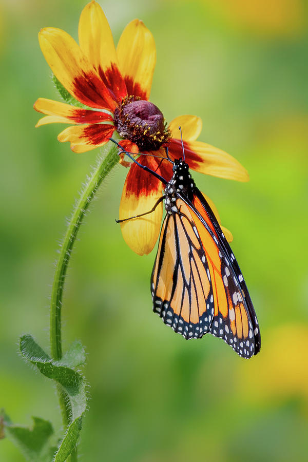 Monarch on Flower Photograph by Bill Wakeley