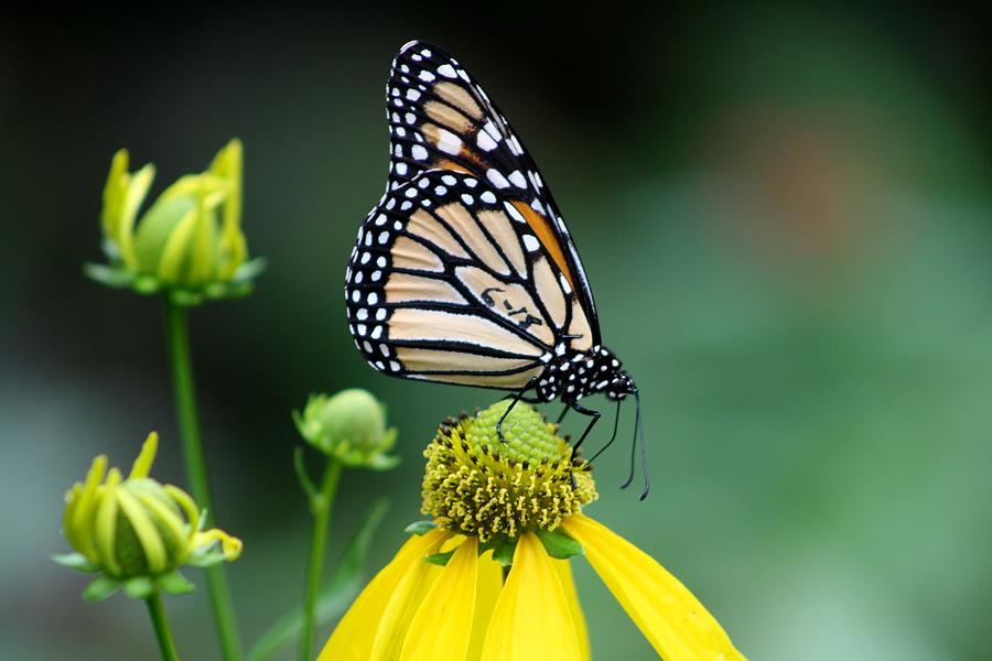 Monarch on Flower Photograph by Mesa Teresita