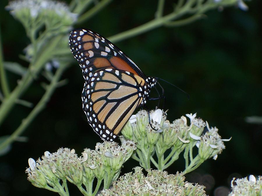 Monarch on Frostweed Photograph by Celene Terry