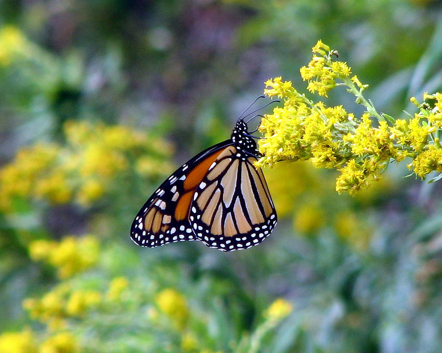 Monarch on Goldenrod 1 Photograph by George Jones