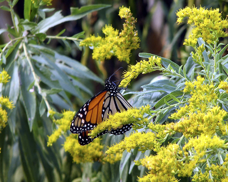 Monarch on Goldenrod 2 Photograph by George Jones
