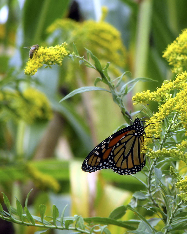 Monarch on Goldenrod 3 Photograph by George Jones