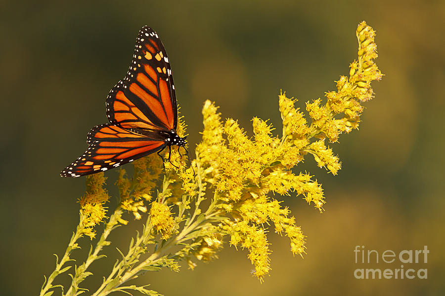 Monarch on Goldenrod Photograph by Dennis Hedberg