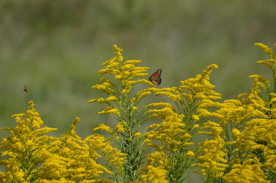 Monarch on Goldenrod Photograph by Maria Urso
