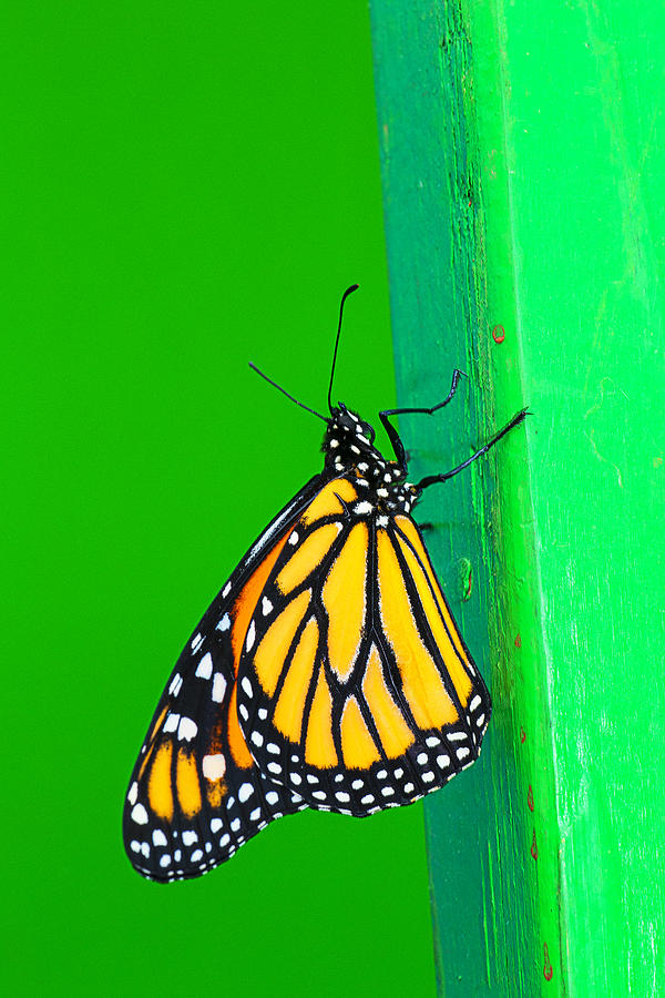 Flower Photograph - Monarch On Green Wall by Garry Gay