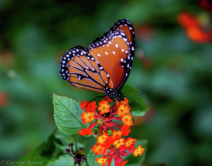 Monarch on Lantana Photograph by George Spann - Pixels