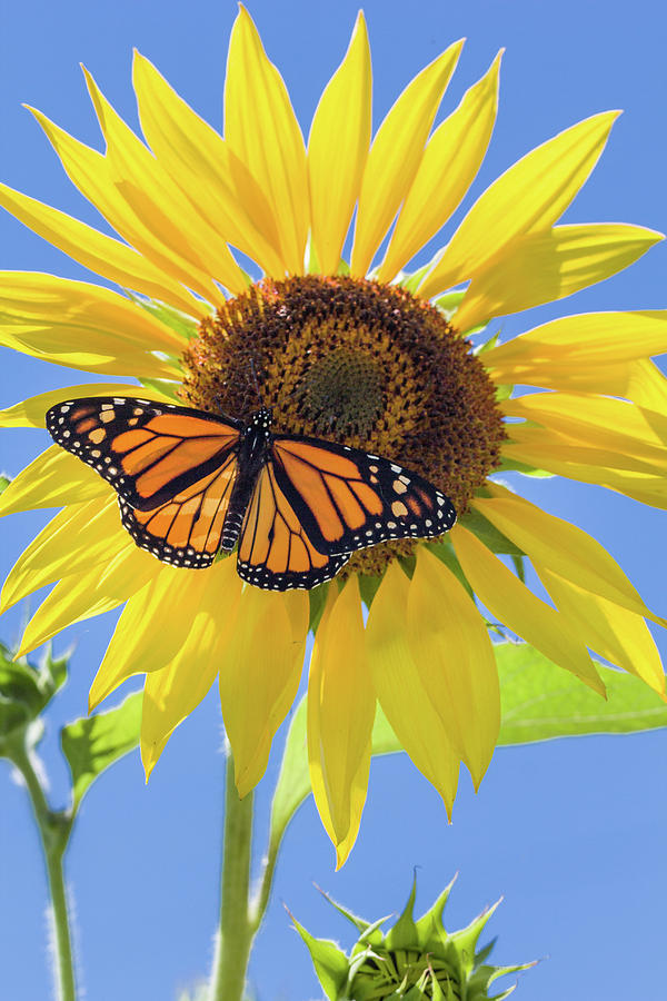 Monarch on Large Sunflower Vertical Photograph by Karen Forsyth - Pixels