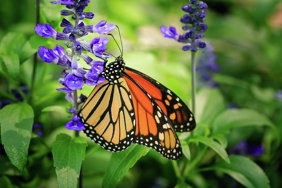 Monarch on Salvia Photograph by Joni Eskridge