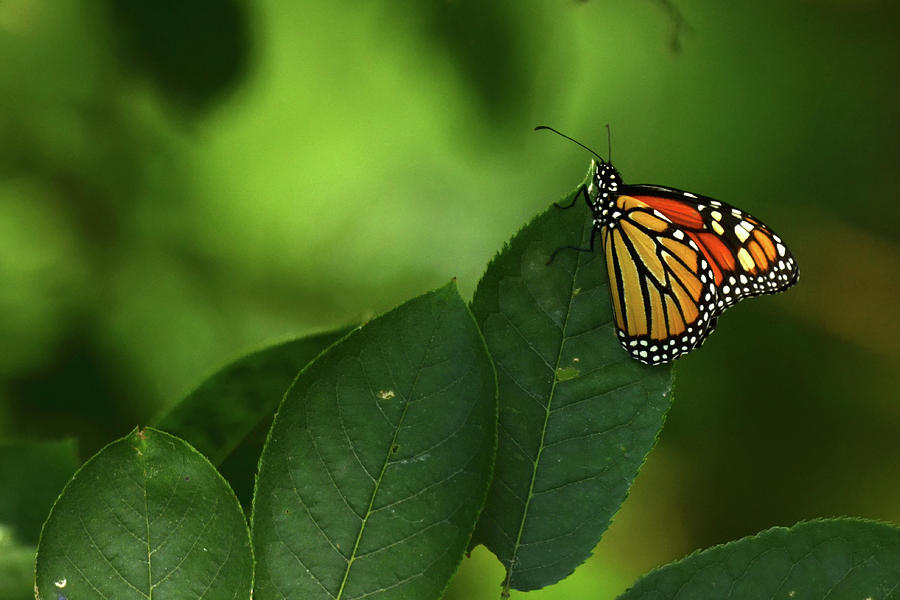 Monarch on Leaf Photograph by Ann Bridges