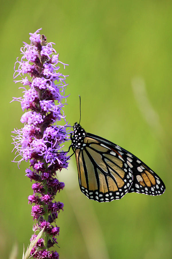 Monarch on Liatris Photograph by Brook Burling