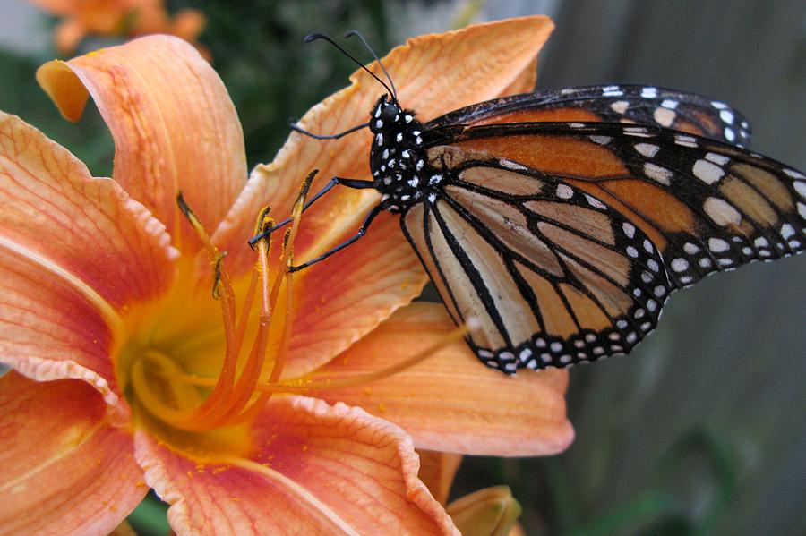 Lily Photograph - Monarch on Lily by Carol Sweetwood