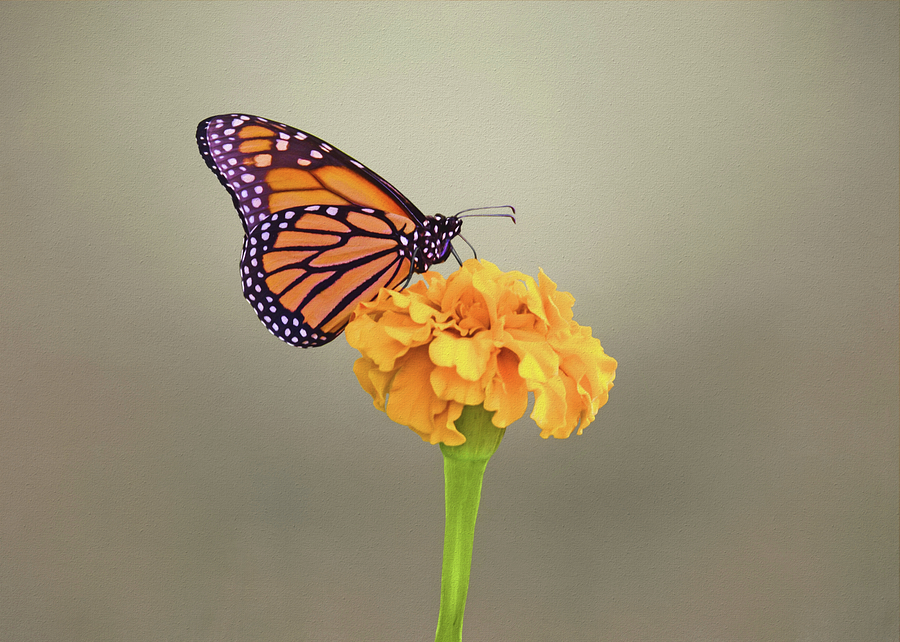 Monarch on Marigold Photograph by Steven Michael