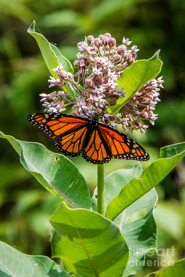 Monarch on Milk Weed Photograph by Grace Grogan