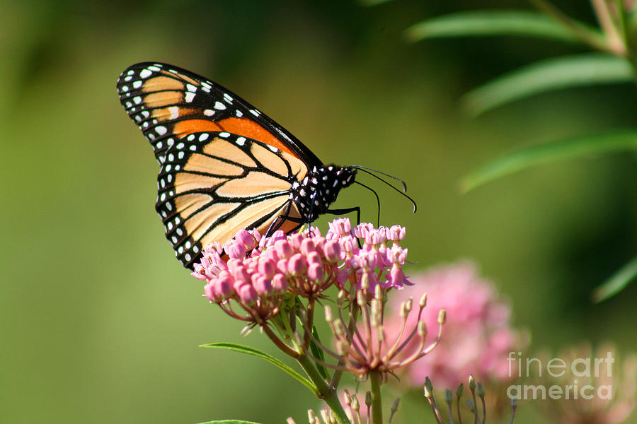 Monarch on Milkweed 2012 Photograph by Karen Adams