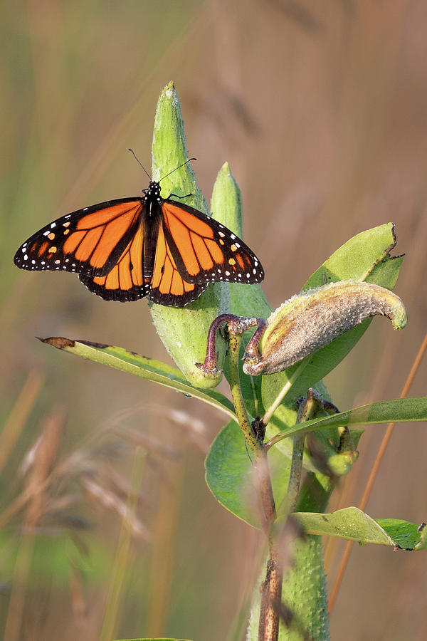 Monarch on Milkweed Photograph by Bill Wakeley