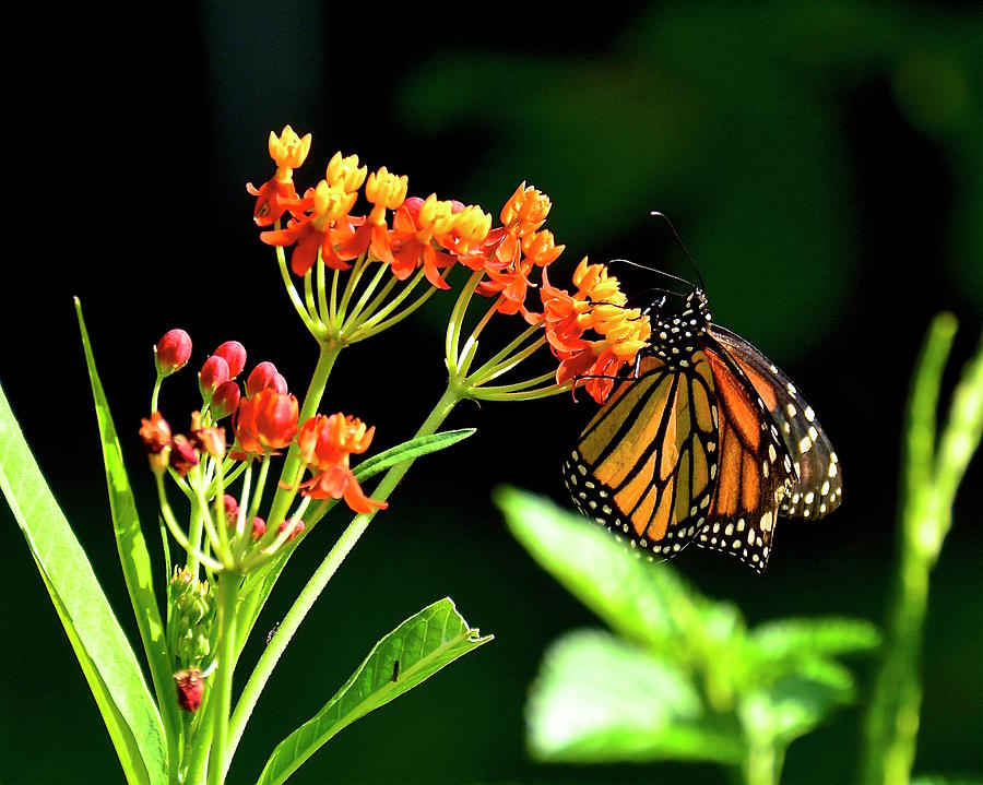 Monarch on Milkweed Photograph by Carol Bradley