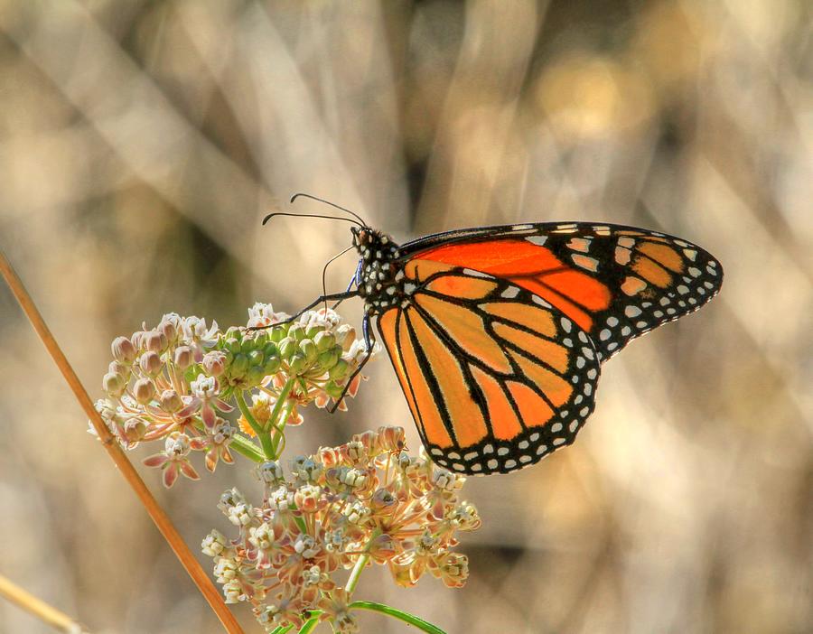Monarch on Milkweed Photograph by Donna Kennedy