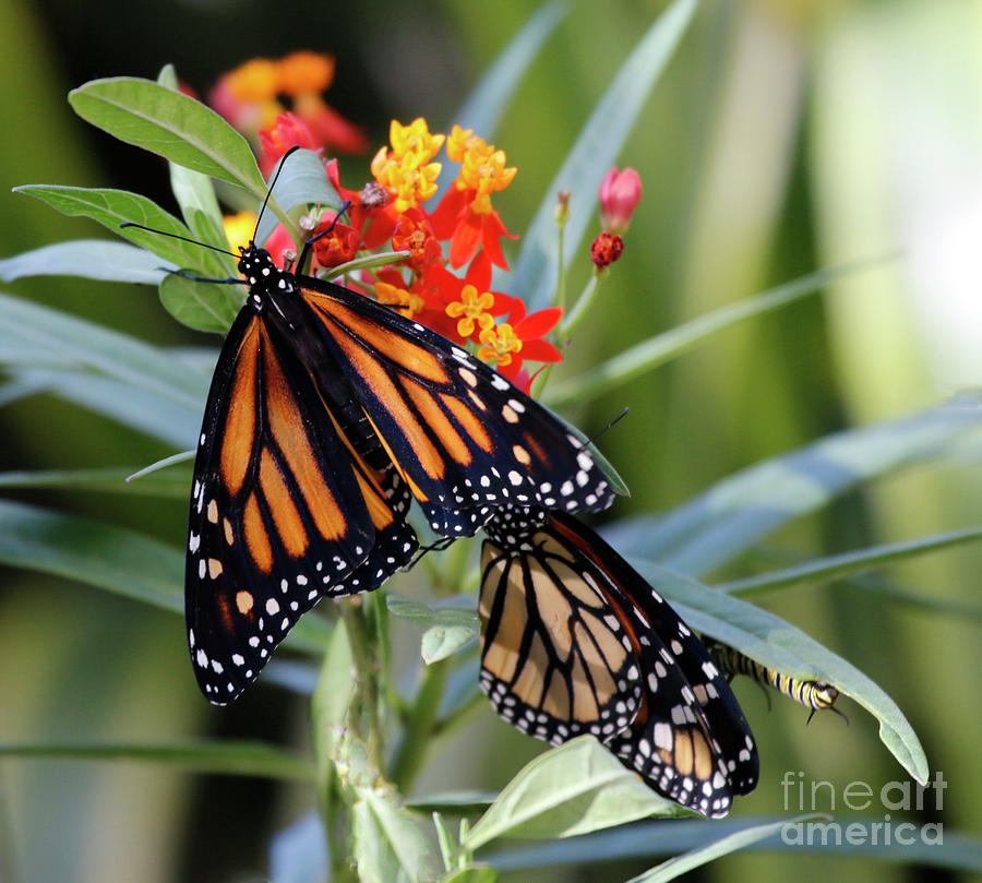 Monarch on Milkweed Flowers Photograph by Luana K Perez