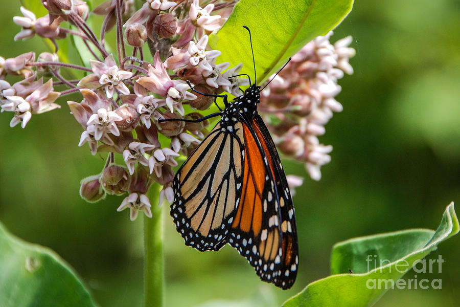 Monarch on Milkweed Photograph by Grace Grogan