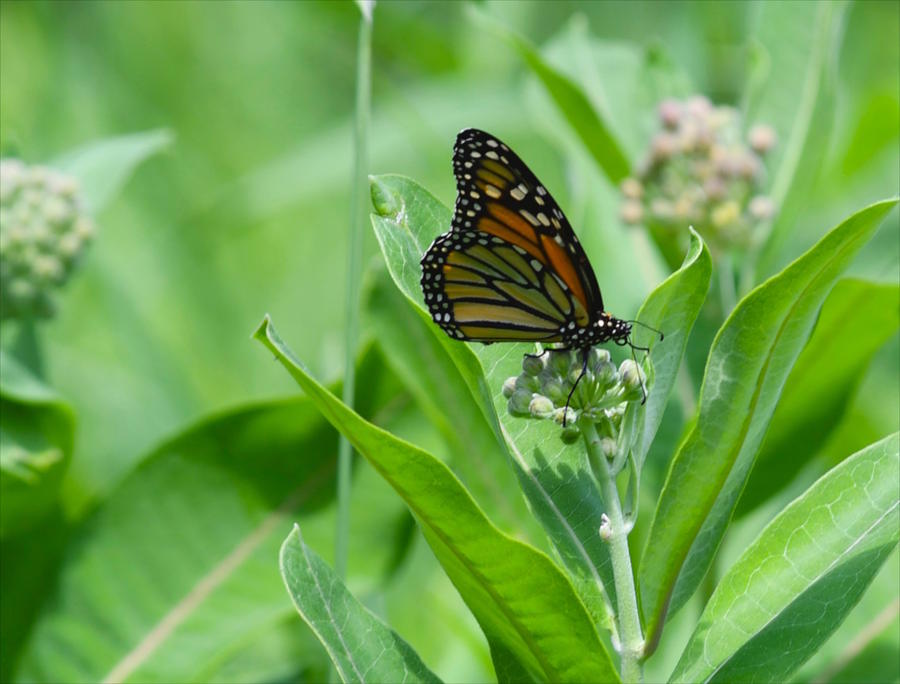 Monarch on Milkweed Photograph by Hella Buchheim