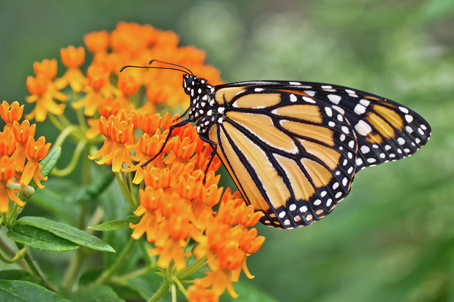 Monarch on Milkweed Photograph by Nicole Heaton - Fine Art America