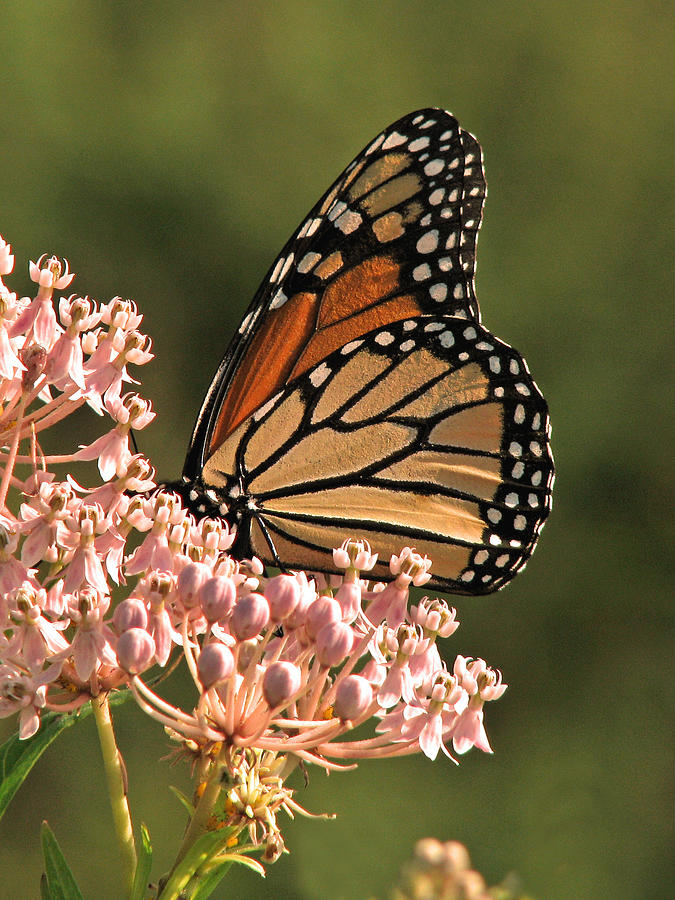 Monarch on Milkweed Photograph by Peggy Urban