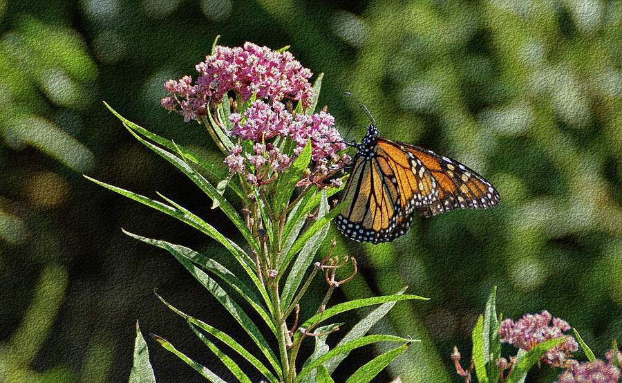 Monarch on Milkweed Photograph by Sandy Keeton