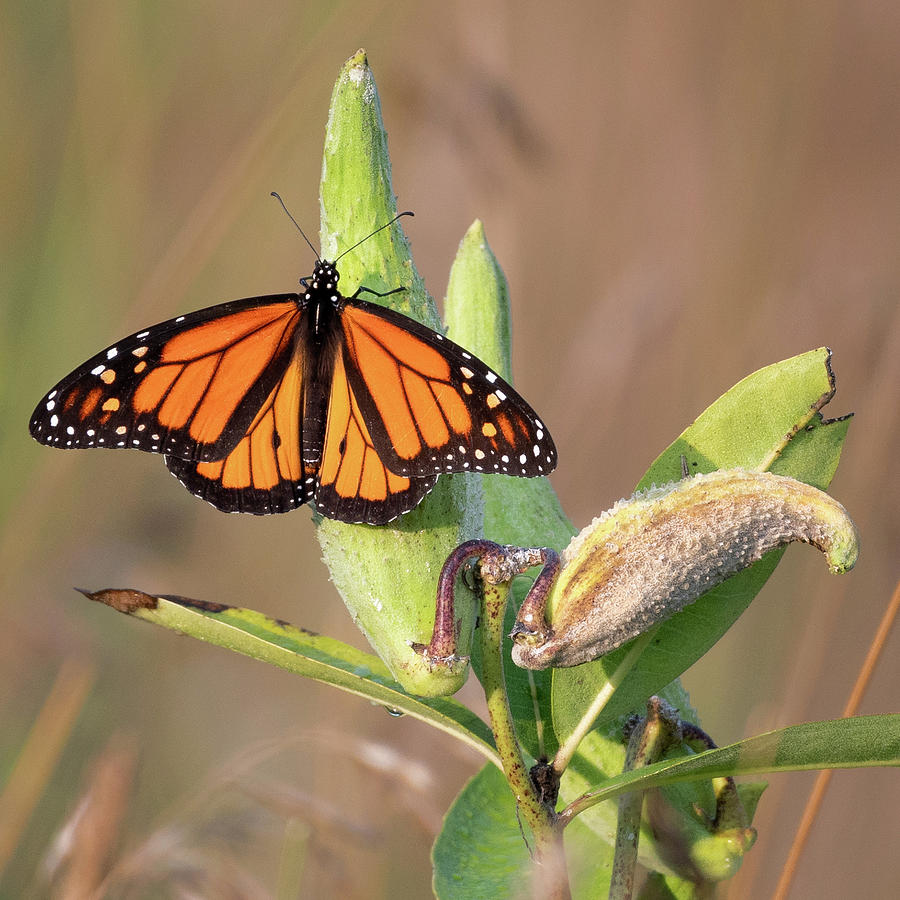 Monarch on Milkweed Square Photograph by Bill Wakeley