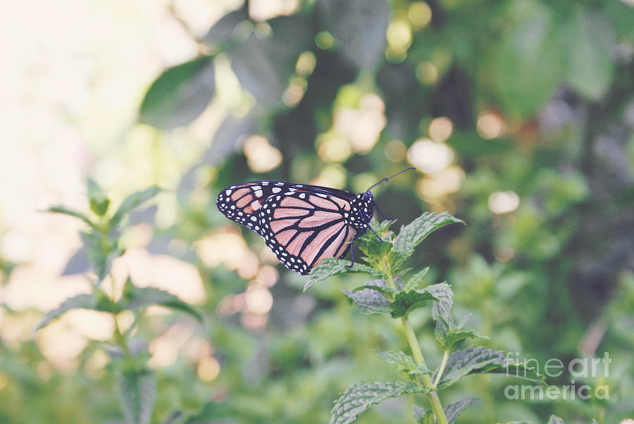 Monarch on mint Photograph by Cindy Garber Iverson