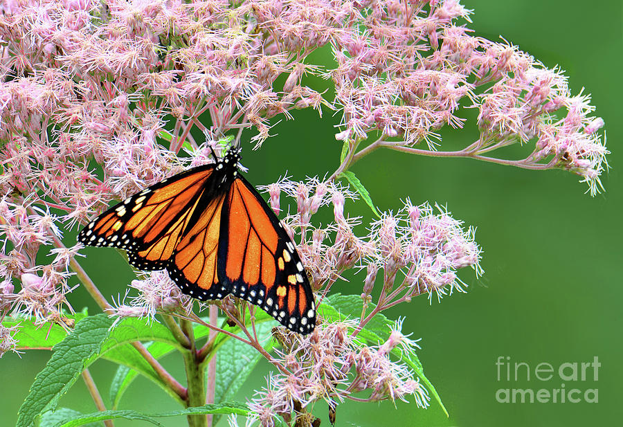 Nature Photograph - Monarch on Monarda by Regina Geoghan
