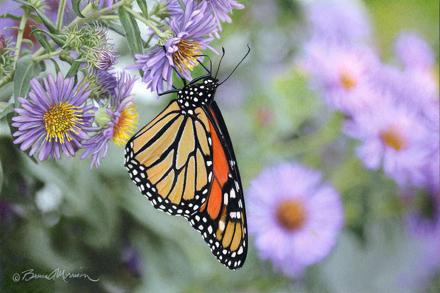 Monarch on New England Aster Drawing by Bruce Morrison