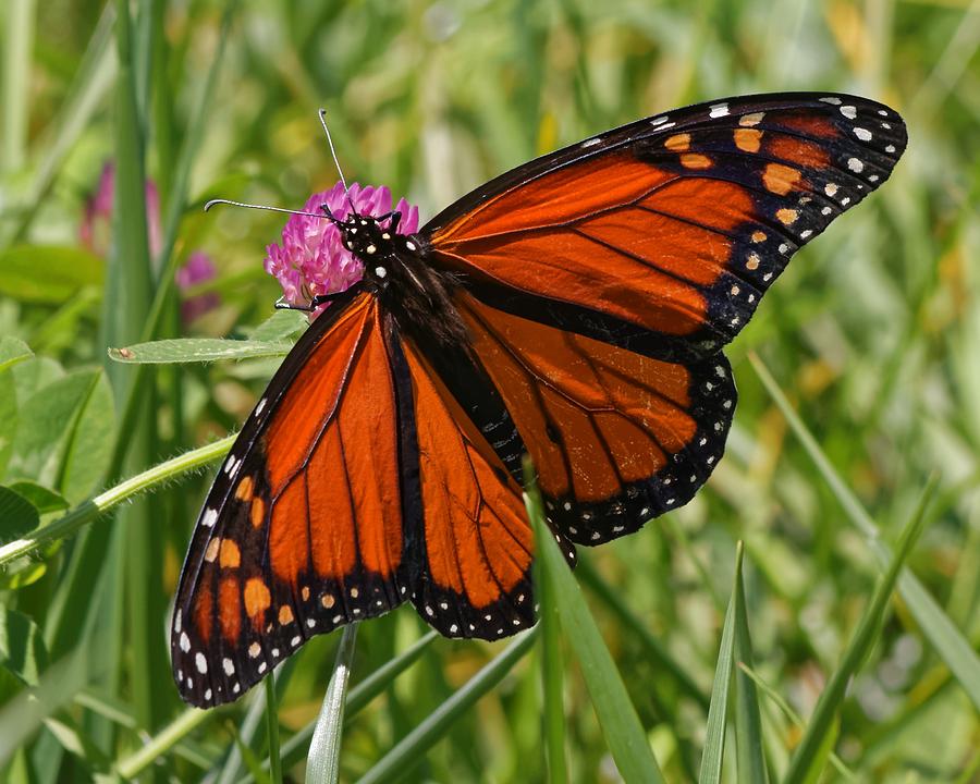 Monarch On Pink Clover Photograph by David Rowe - Fine Art America