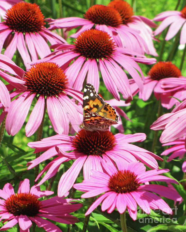 Monarch On Pink Photograph by Randall Weidner