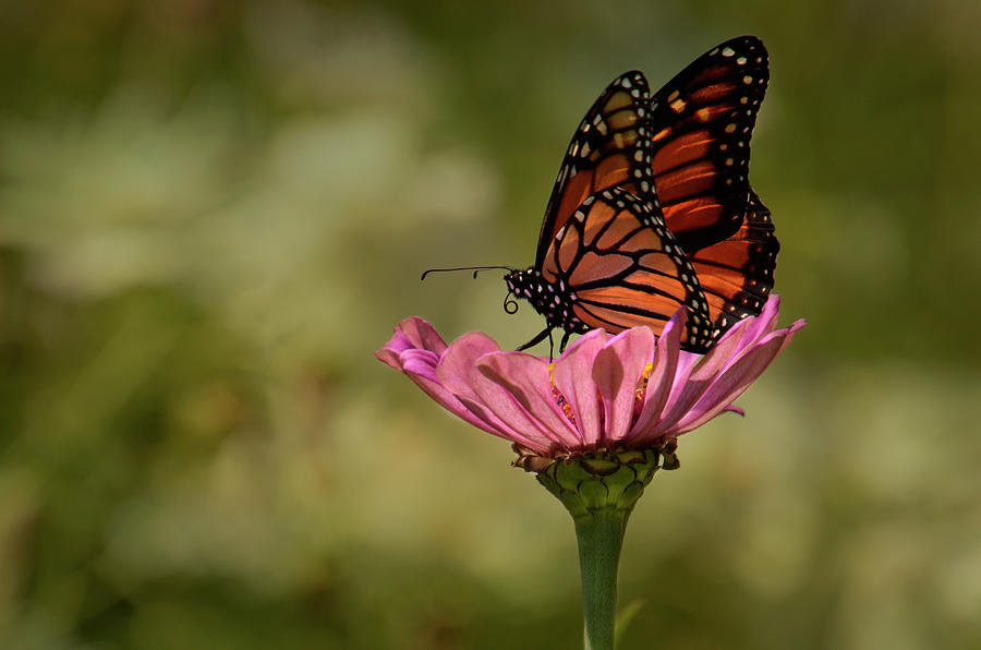 Monarch on Pink Zinnia Photograph by Ann Bridges