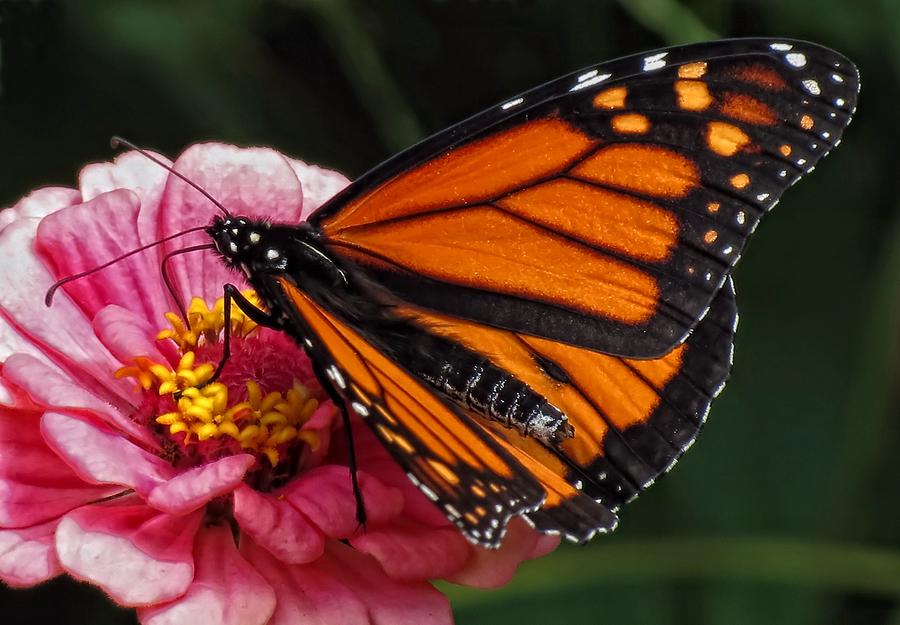Monarch on Pink Zinnia - Butterfly Photograph by MTBobbins Photography
