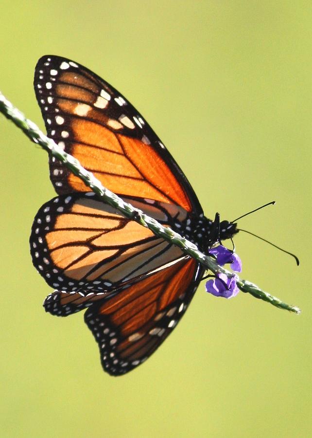 Monarch on Porterweed Photograph by Carol Groenen