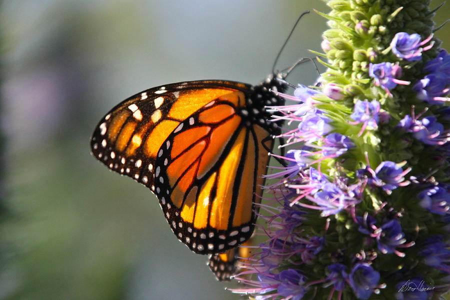 Monarch on Purple Flower Photograph by Diana Haronis