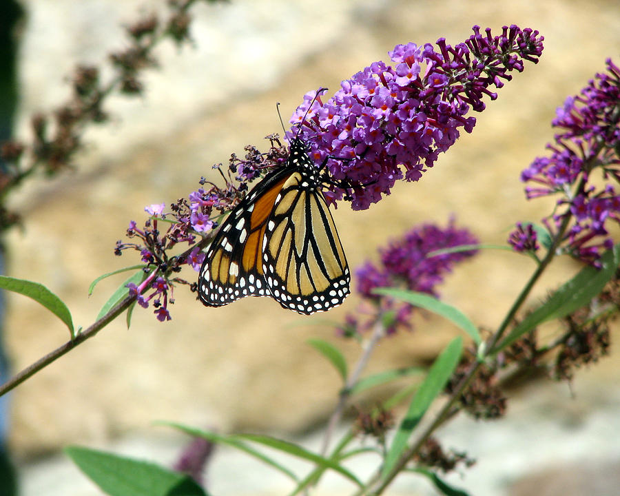 Monarch on Purple Flowers Photograph by George Jones