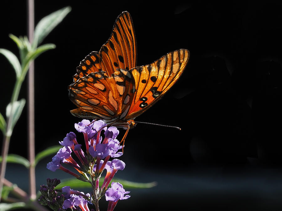 Monarch on Purple Flowers Photograph by Paula Ponath
