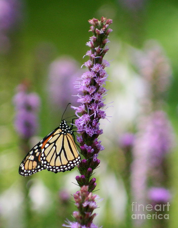 Nature Photograph - Monarch On Purple Liatris by B Rossitto