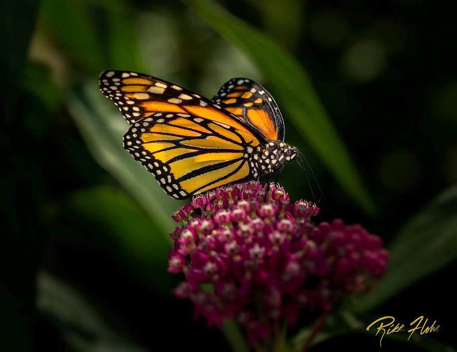 Monarch on Purple Photograph by Rikk Flohr