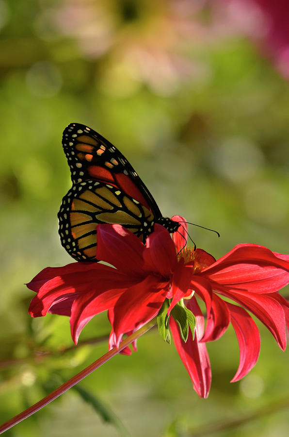 Monarch on Red Zinnia Photograph by Ann Bridges
