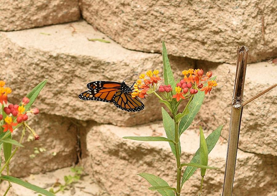 Monarch on Small Wildflower Cluster Photograph by Linda Brody