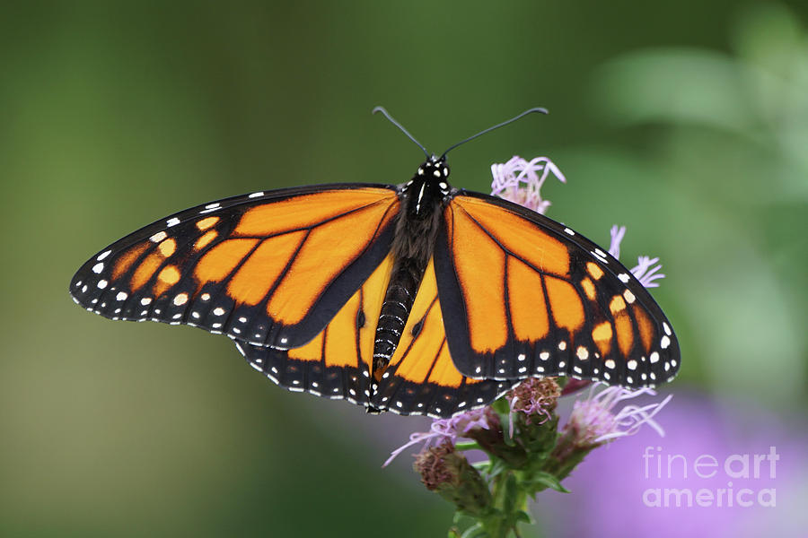 Monarch on Spiked Blazing Star Photograph by Robert E Alter Reflections of Infinity
