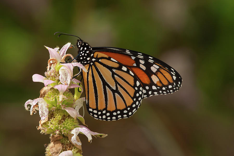 Monarch On Spotted Beebalm Photograph
