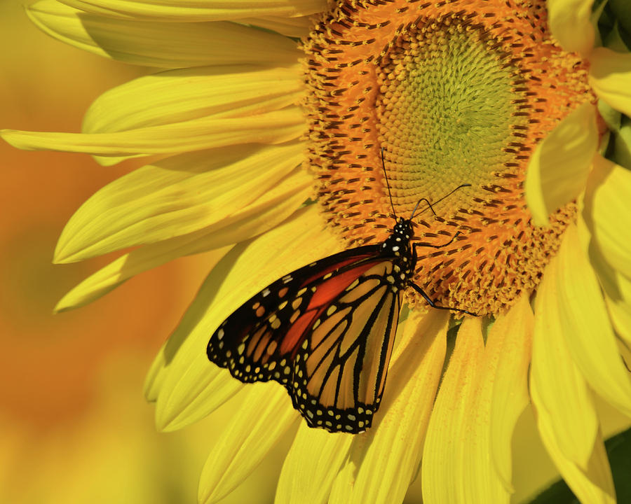 Monarch on Sunflower Photograph by Ann Bridges