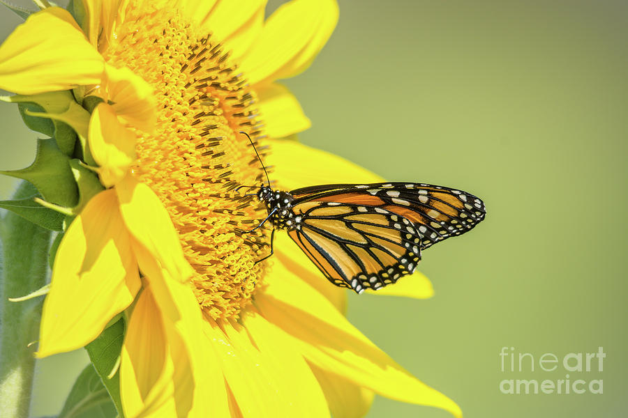 Monarch on Sunflower  Photograph by Cheryl Baxter