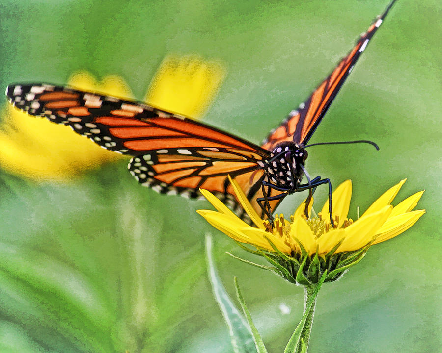Monarch On Sunflower DWC Photograph by Kevin Anderson Monarch On Sunflower DWC Photograph by Kevin Anderson